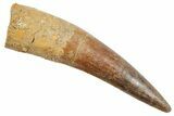 Fossil Spinosaurus Tooth - Real Dinosaur Tooth #363537-1